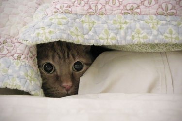Cat hiding under blankets.