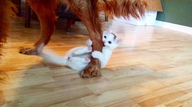 kitten clings to dog's ankle