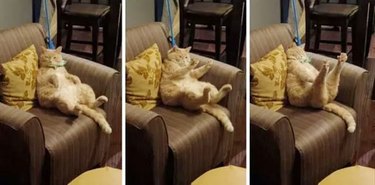 Funny meme about watching Netflix too long and needing to stretch with a fat cat stretching