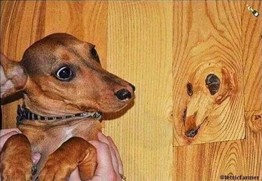 knot in wood panel looks like dog's face