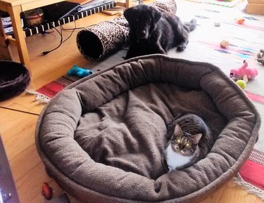 cat steals bed from dog