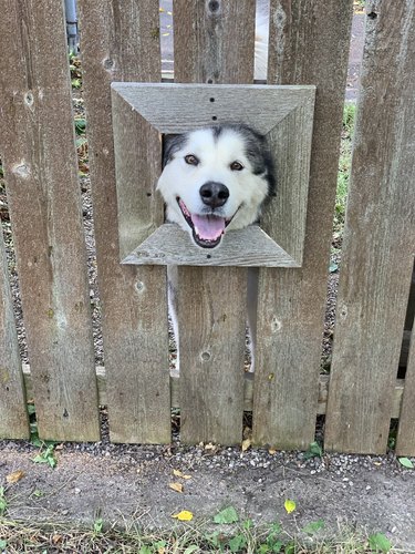 dog sticks head out hole cut into fence