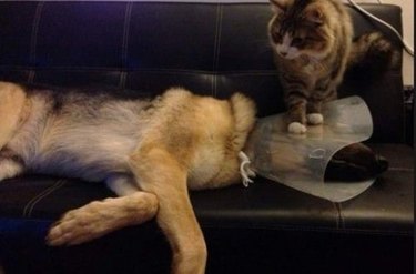 cat steps on dog wearing cone of shame