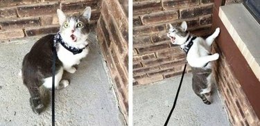 shocked cat experiences outside for first time