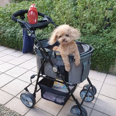 Toy poodle hanging with his paws out of a stroller.