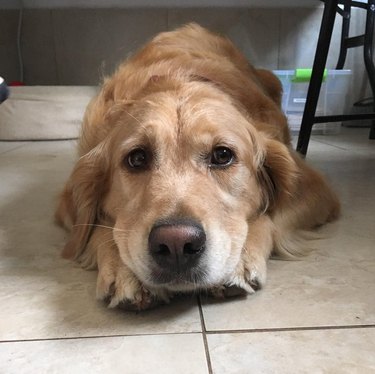 A golden retriever laying on the floor with her head on top of her front paws.