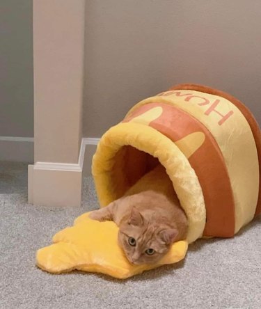 cat bed made to look like winnie the pooh's honey pot