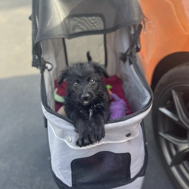 A black puppy inside a stroller with their paws out.