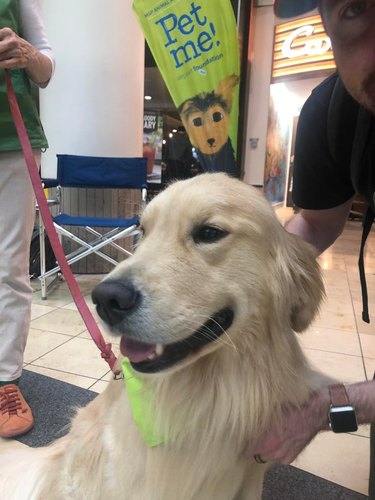 A happy looking golden retriever receiving pets at an airport.