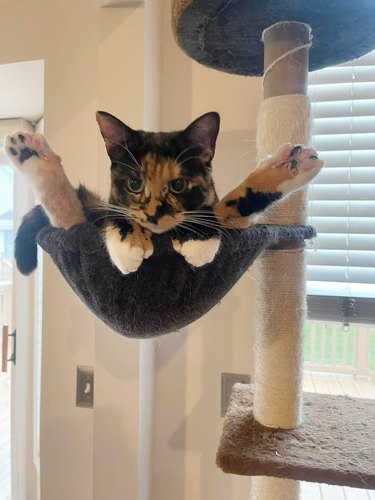 cat sits on cat tower with legs pointing out
