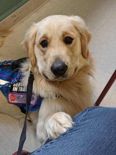 An adorable golden retriever in a service vest putting their paw on their human's knee and looking up at them.