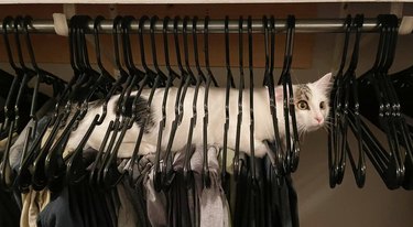 cat sleeps in between clothes hangers