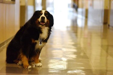 A Bernese mountain dog siting in the hallway of a middle school.