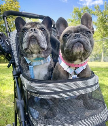 Two frenchies inside a stroller.