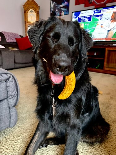 A fluffy black dog gently holding a banana in their mouth. Their eyes are close and they look very happy.