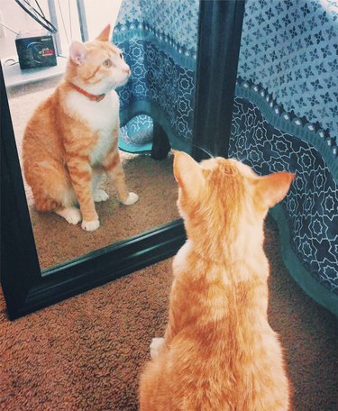Orange cat looking at their reflection in a bedroom mirror.