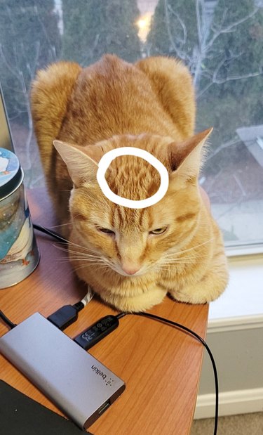 cat with outline of paw print in his coat on his forehead