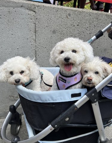 Three white fluffy Bichons inside a stroller.