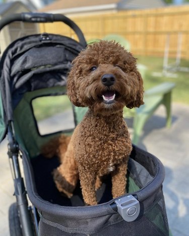 Golden doodle sitting up straight inside stroller.