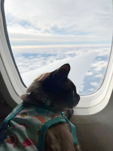 cat's first airplane flight