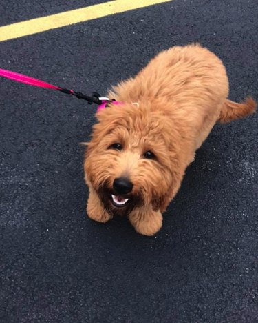 A cute fluffy brown dog looking up at the camera.