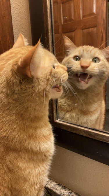 Ginger cat is hissing at their relfection in a mirror.