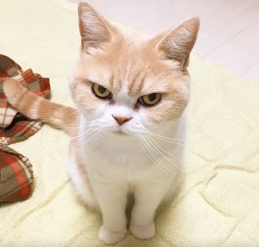 Small beige and white cat looking very annoyed.