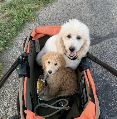 Two poodles one white and one brown, cozy inside a stroller.