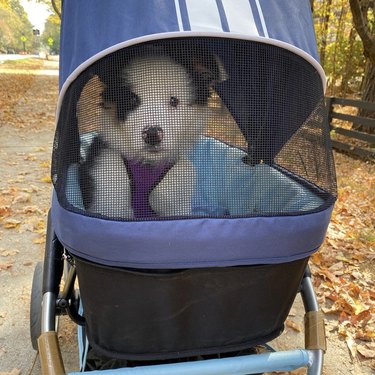 Australian shepherd puppy inside a stroller.