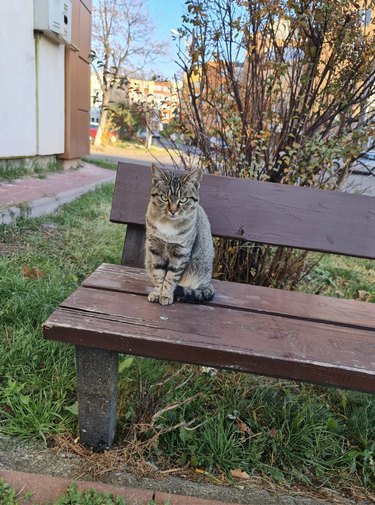 A cat sitting on a benc 0utside and looking sternly at the camera.