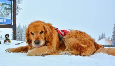 A golden retriever with a red vest laying in the snow.