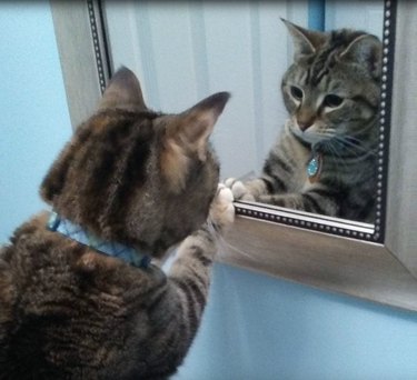 Cat reaching their paw out to touch a mirror while looking at their reflection.