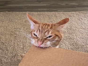 cat chews on corner of cardboard box