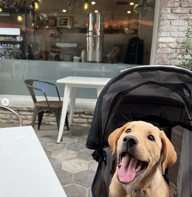Golden puppy inside a stroller with their tongue out.