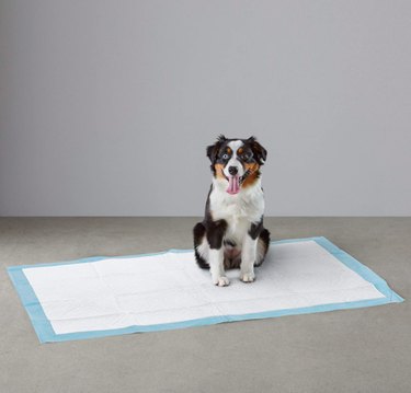 how do dog training pads work