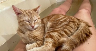 clingy cat sleeps on woman's legs in bath tub