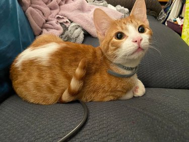 orange cat's tail folded under belly