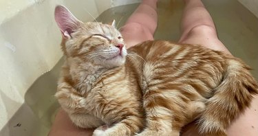 clingy cat sleeps on woman's legs in bath tub