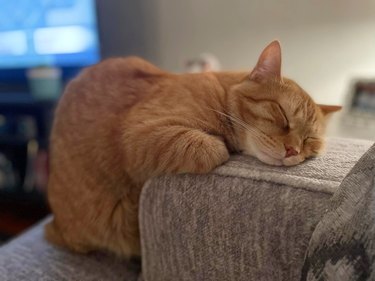 orange cat sleeping on the arm of a chair