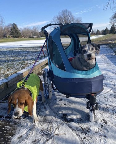 A dog inside a stroller and another on a leash in the snow.