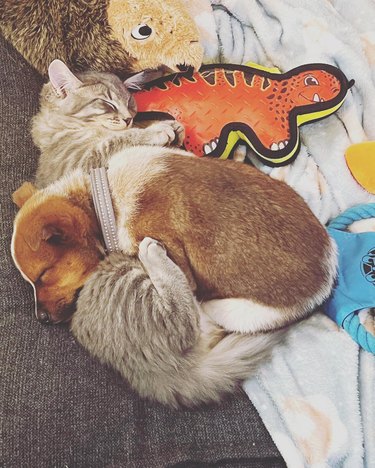 cat and puppy snuggle
