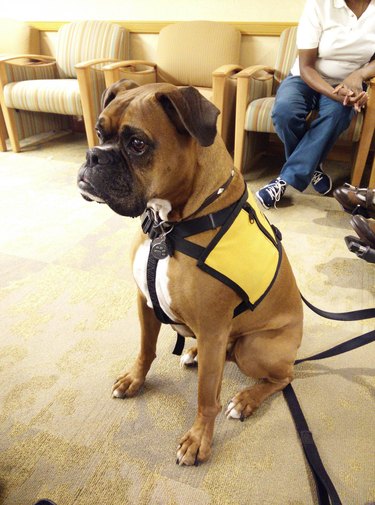 A boxer wearing a yellow vest and waiting attentively in a hospital waiting room.