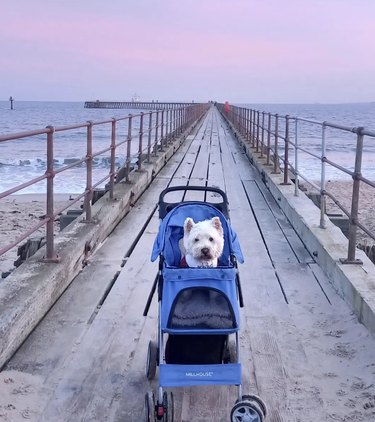 Westie dog inside a stroller on a pier at sunset.