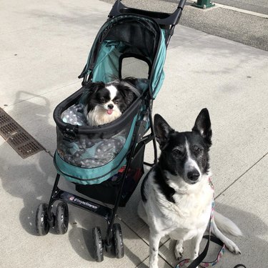 Japanese chin chihuahua mix inside a stroller with another dog sitting next to them.