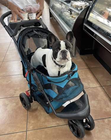 Boston terrier inside a stroller at the supermarket.