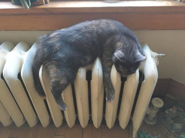 cat sleeping on warm radiator