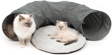 Two cats with a cat tunnel