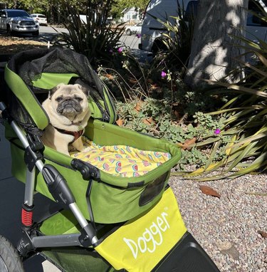 A pug inside a green stroller.