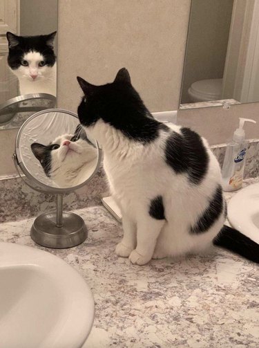 Black and white cat looking at their reflection through two mirrors.