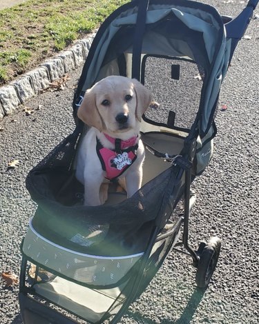 Lab golden puppy inside a stroller.